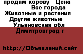 продам корову › Цена ­ 70 000 - Все города Животные и растения » Другие животные   . Ульяновская обл.,Димитровград г.